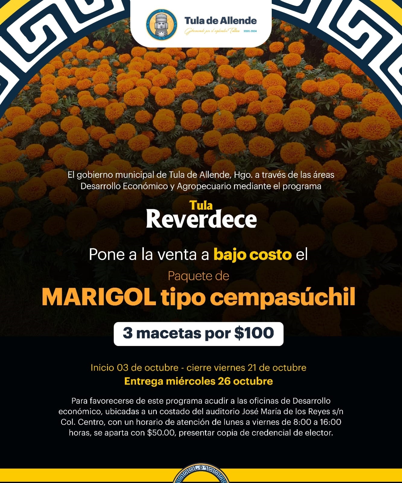 El cempasúchil es una de las flores más representativas de México –  NEWSHIDALGO